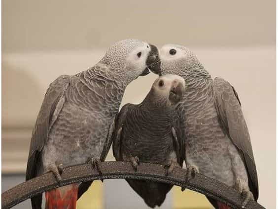 African Grey Parrot Family
