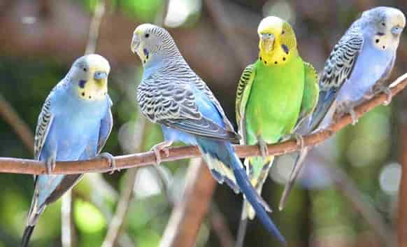 Perca de madera para Bird Parrot Macaw africana Greys Budgies Periquitos cacatúas cacatúa Conure Agapornis Perca de entrenamiento de mesa soporte Toy 