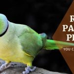 Raw Parrot Price Latest Sale Guide 2022