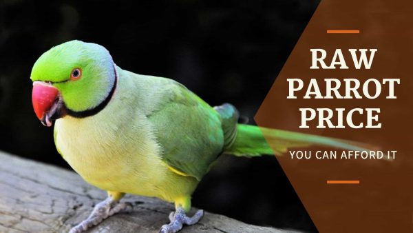 Raw Parrot Price Latest Sale Guide 2022 - Parrots for Sale