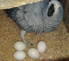 African Grey Eggs