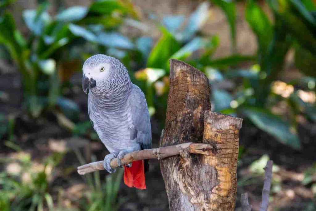 African grey parrot in jungle