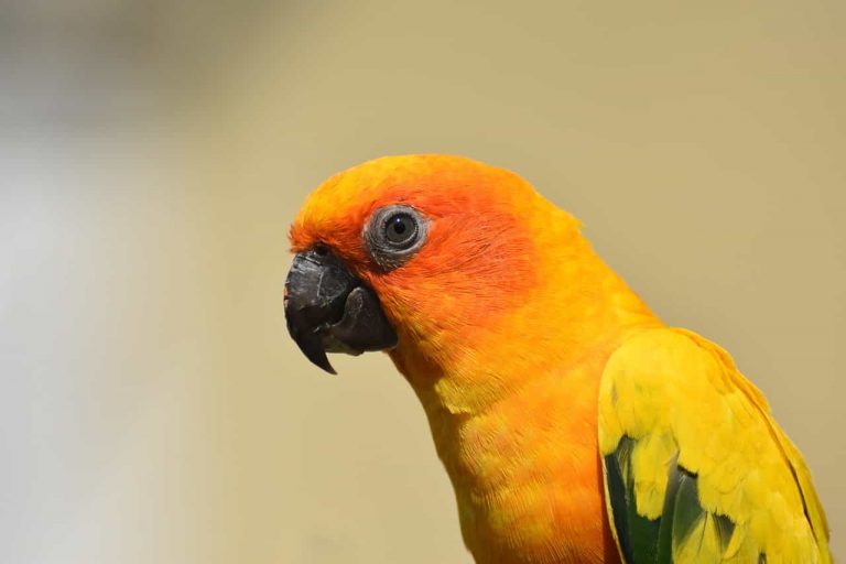 Sun Conure Parrot Price Check Low Price Factors Parrots for Sale