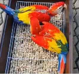 Scarlet Red Macaw Chicks For Sale Peshawar