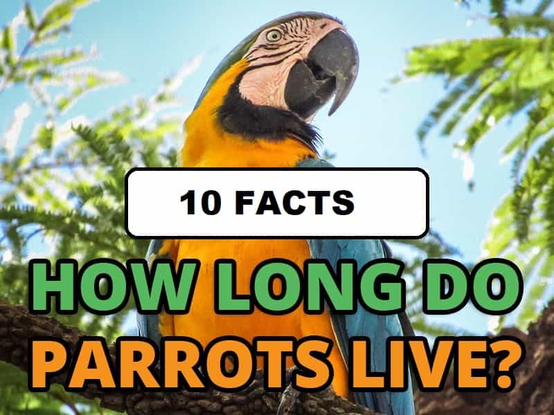 how long parrots live