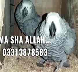 African Grey Breeder Pair For Sale In Karachi