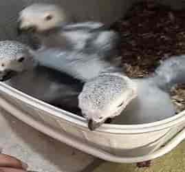 African Grey Chicks For Sale Karachi