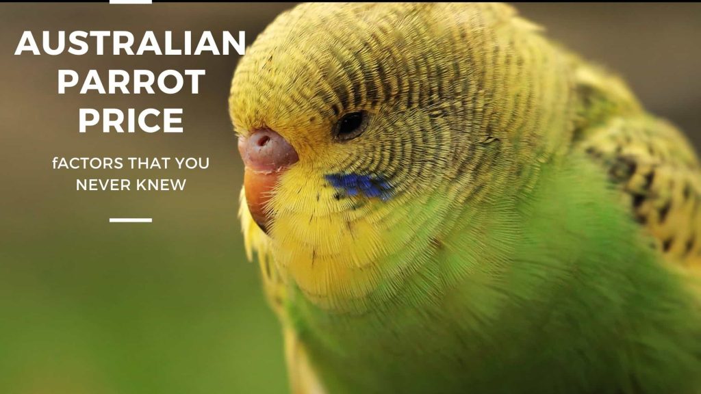 Australian Parrot Price Huge Cost Drop Guide (2023) Parrots for Sale