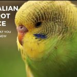 Australian Parrot Price Huge Cost Drop Guide (2022)