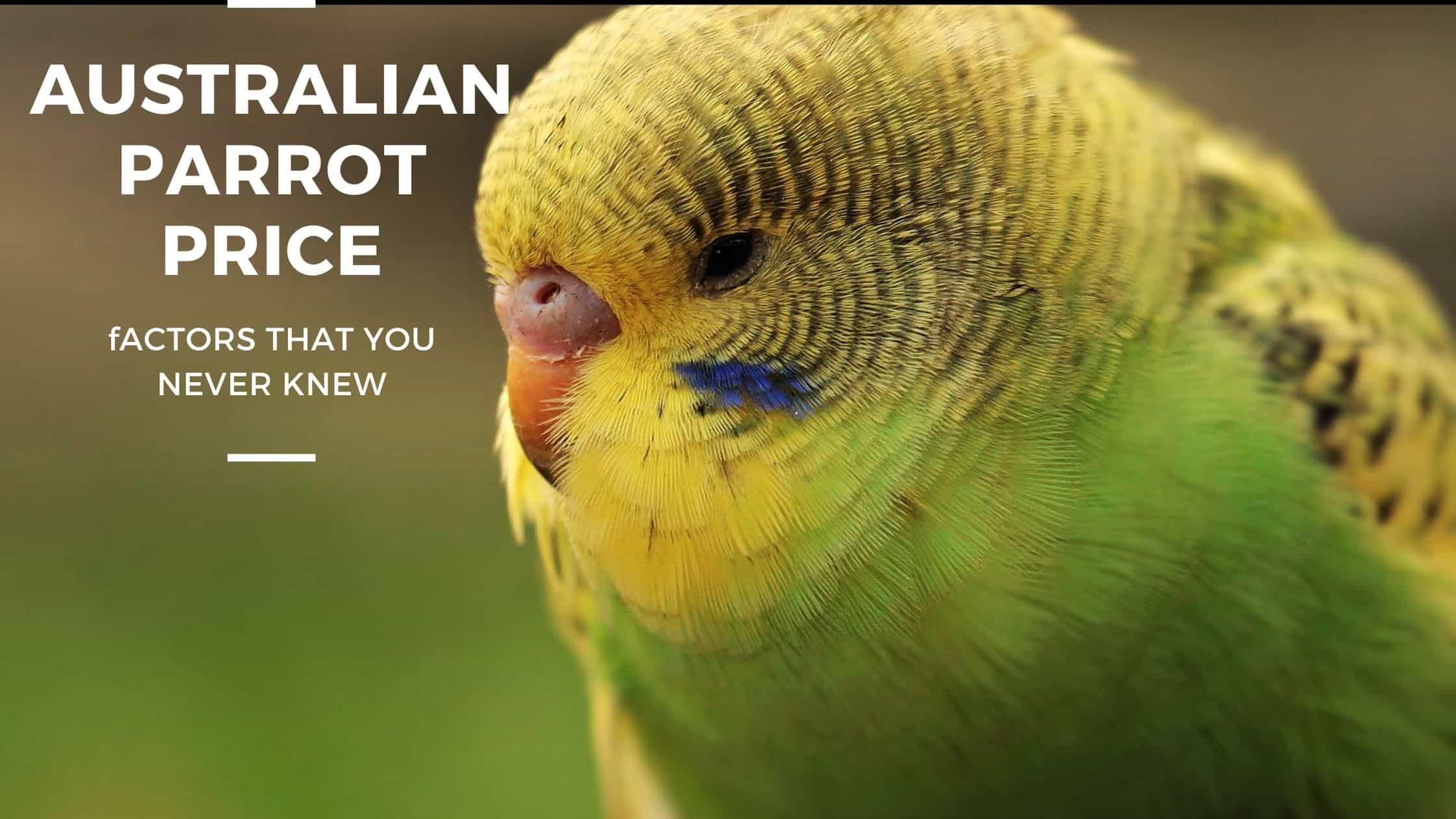 Australian Parrot Price Huge Cost Drop Guide (2022) - Parrots for Sale