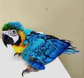 Blue Gold Macaw Chick For Sale In Gujranwala