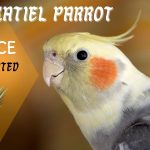 Cockatiel Parrot Price Mega Low Guide (2022)