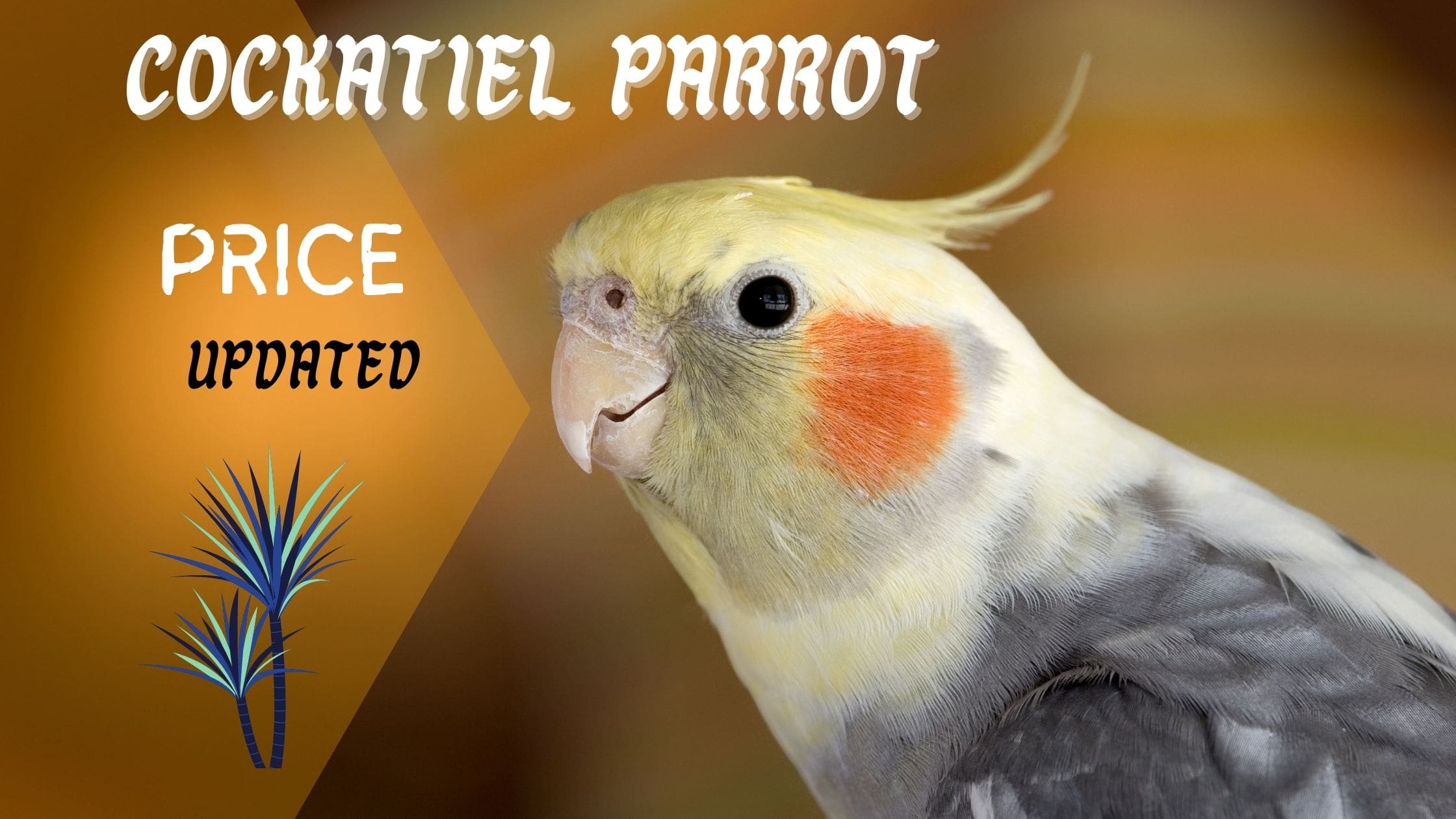 Cockatiel Parrot Price main