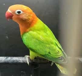 Lovebird Price Updates (2022) Get your Lutino - Parrots for Sale