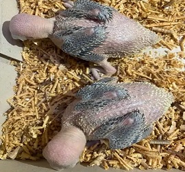 Green Ringneck Chicks For Sale in Islamabad