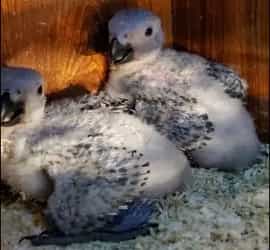 Grey Parrot Chicks Price In Lahore