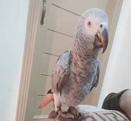 Hand Tame African Grey