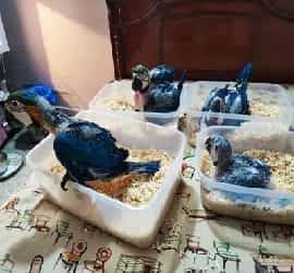 04 Macaw Chicks For Sale In Lahore
