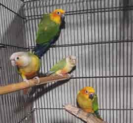 Pineapple Red Factor Sun Conure Self Chicks For Sale Lahore