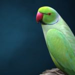 Raw Parrot Breeding Age All Latest Information