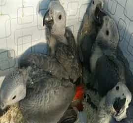 African Grey Chicks For Sale In Rawalpindi