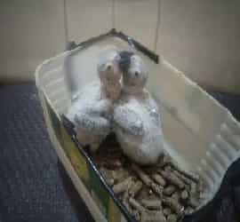 Grey Parrot Babies For Sale in Karachi