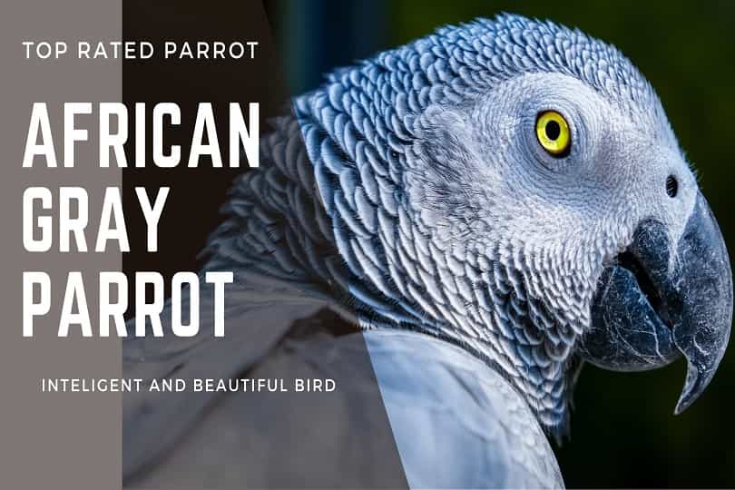 African Gray parrot intelligent