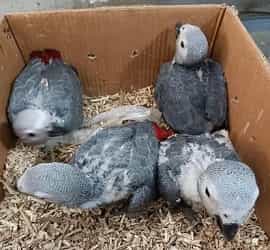 African Grey Parrot Chicks For Sale In Karachi