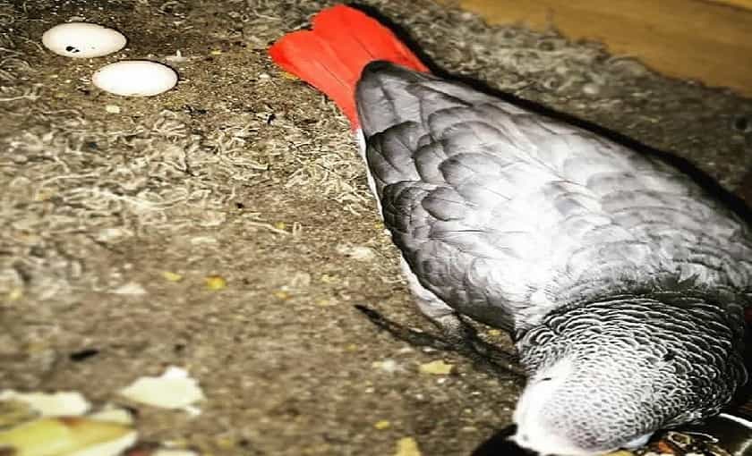 African Grey with eggs
