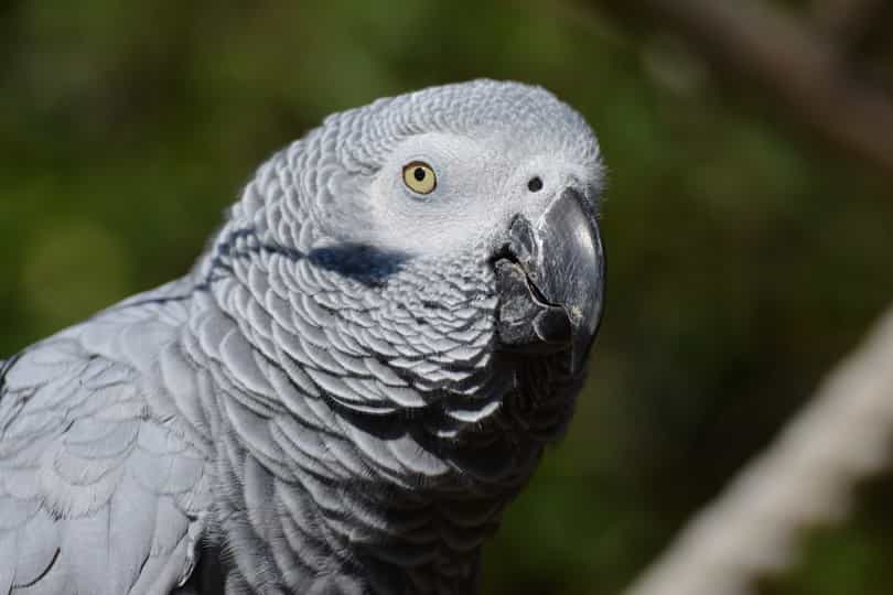 African gray parrot looking