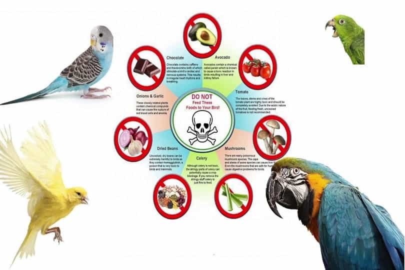 Food Can Kill Your Parrot