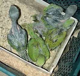 Green Parrot Chicks For Sale In Karachi Pakistan