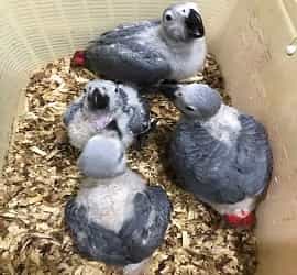 Grey Parrot Chicks For Sale In Karachi