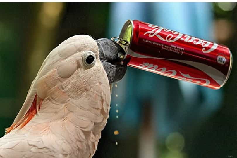 Harmful Carbonated Beverages for Parrot