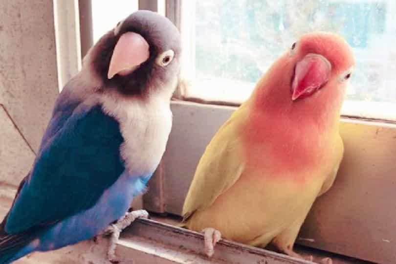 Lovebird Parrots