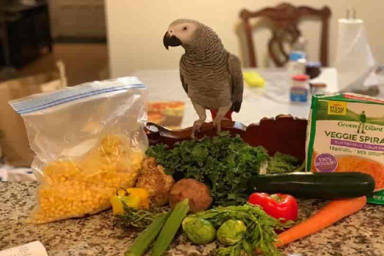 Parrot Food List and Updated (2022) Parrots for Sale