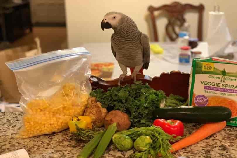 Parrot Food List