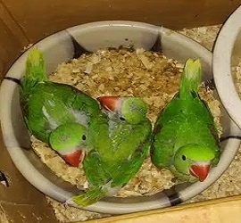 Raw Chicks Parrots For Sale In Islamabad