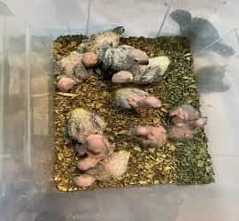 New Sun Conure Chicks For Sale In Lahore