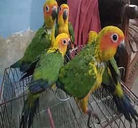 Sun Conure Young Chicks For Sale In Karachi