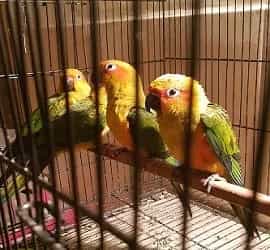 Sun Conure Pathy For Sale In Lahore