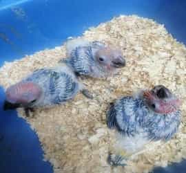 Sunconure Chicks For Sale In Lahore