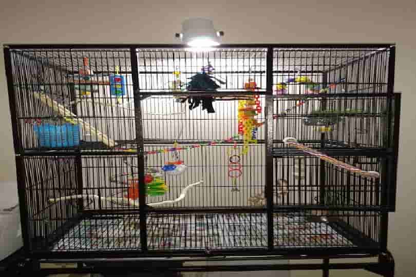 Talking Parrot Cage Setup