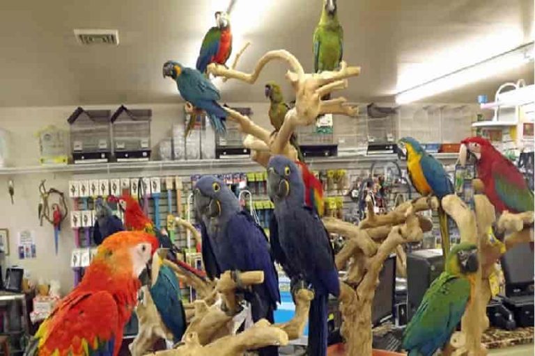 Talking Parrot Price Latest Guide (2022) Parrots for Sale