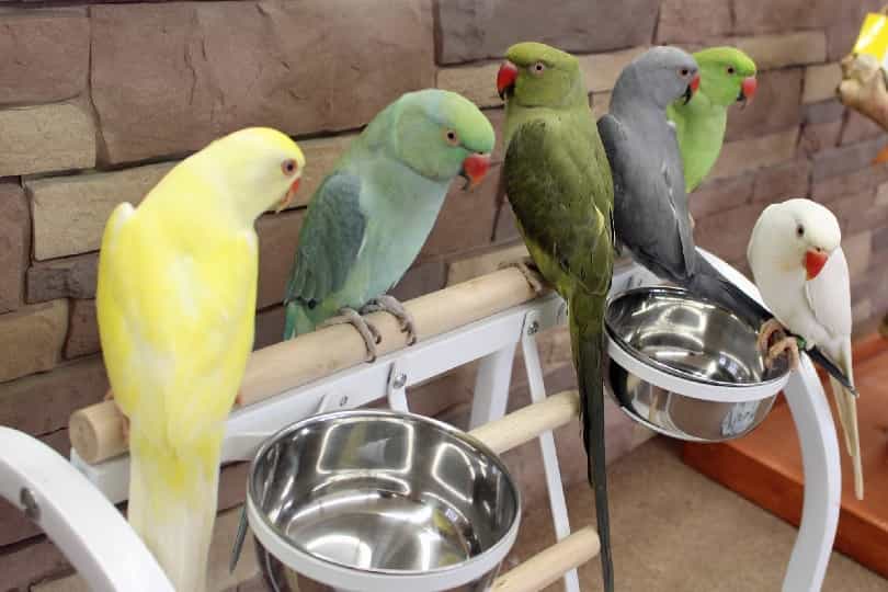Talking Ringneck Parrots