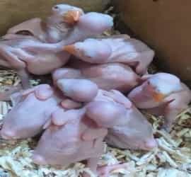 White Ringneck Chicks for Sale Online Lahore