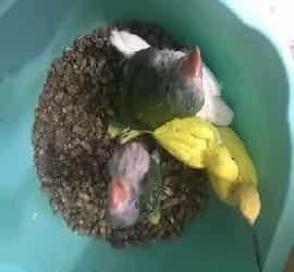 Ringnecks(White-Pahari-Yellow) Chicks For Sale In Karachi