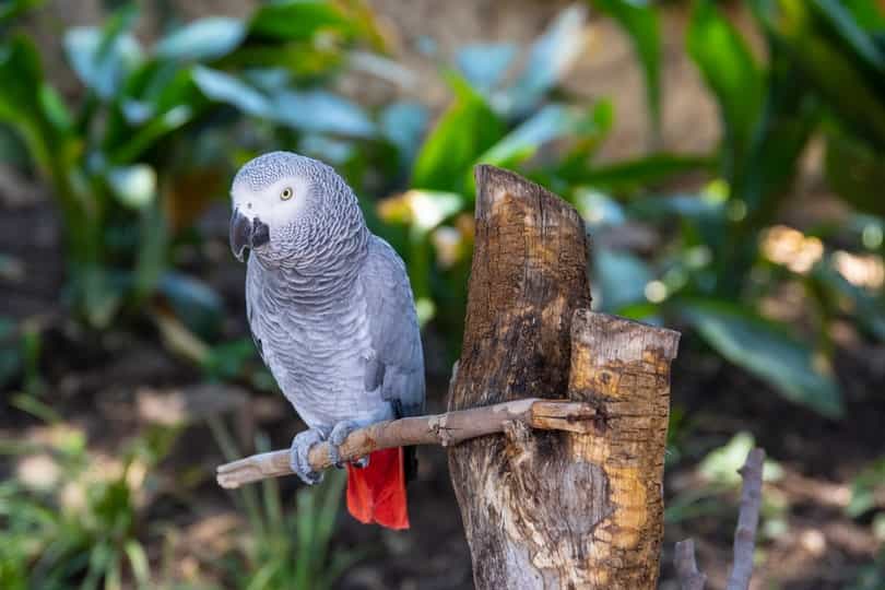 african gray parrot in wild