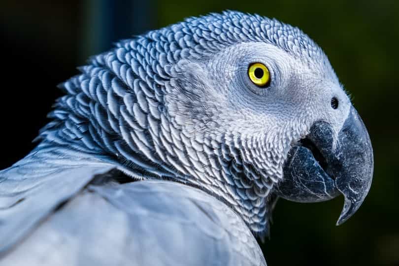 African gray parrot price