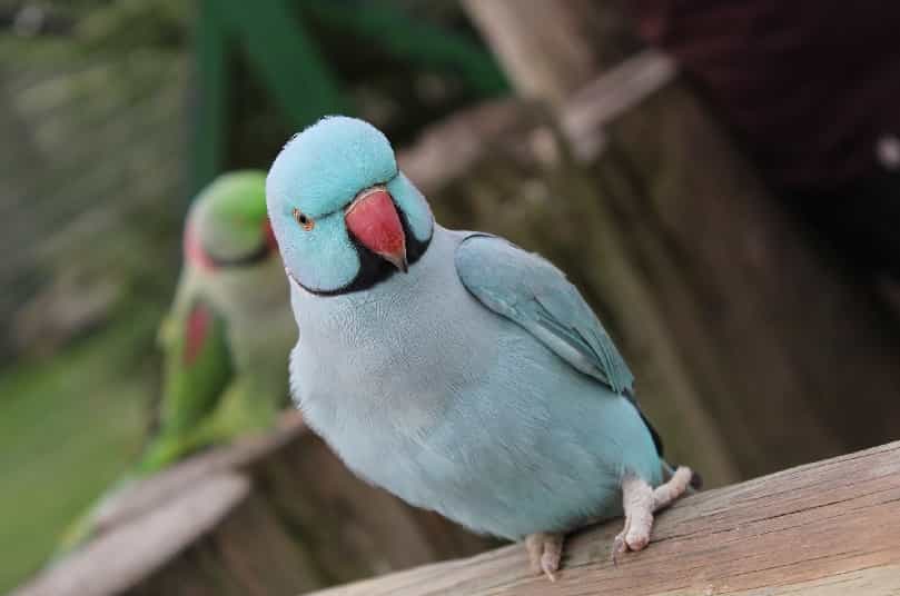 blue ring neck parrot price in Pakistan